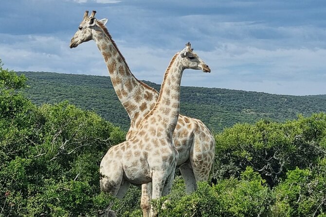 Private Full-Day Addo Elephant Park & Giraffe Walk Safari - Reviews and Ratings