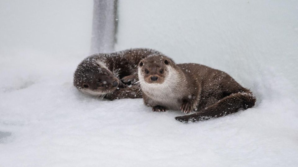 Ranua Wildlife Park Day: Visit the Arctic Animals - Ranua Wildlife Parks Unique Location