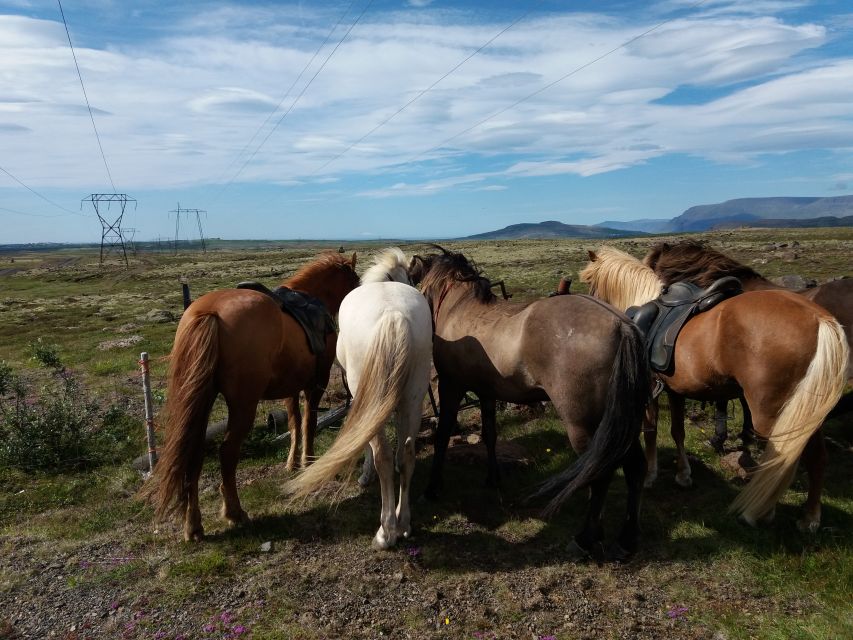 Reykjavik: Silfra Snorkel Tour and Horse Ride With Photos - Post-Snorkel Hot Chocolate