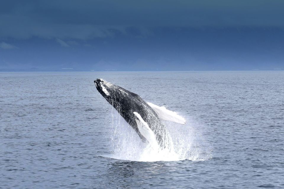 Reykjavik: Whale Watching Tour - Logistics and Meeting Point