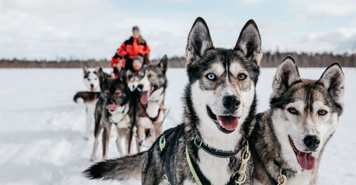 Rovaniemi: Family-Friendly Husky Sled Ride and Farm Visit - Warming Up After the Ride