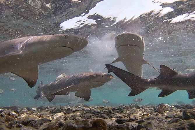 Sal Island: Shark Bay Shark Watching Experience From Santa Maria - Inclusions