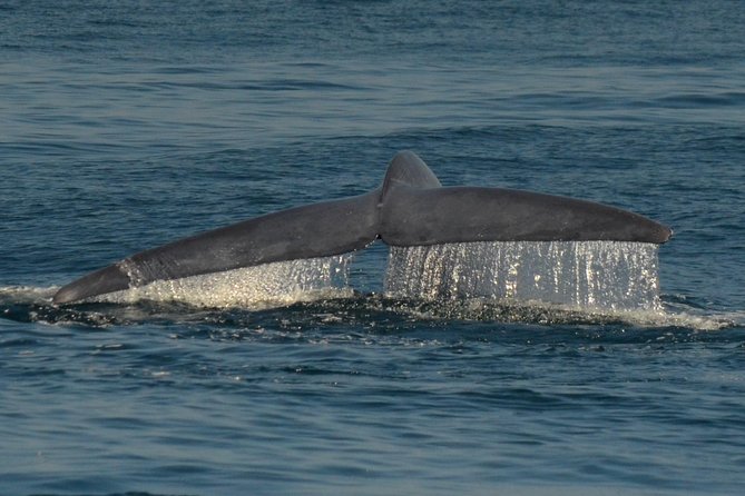 San Diego Whale Watching Tour - Onboard Marine Biologists