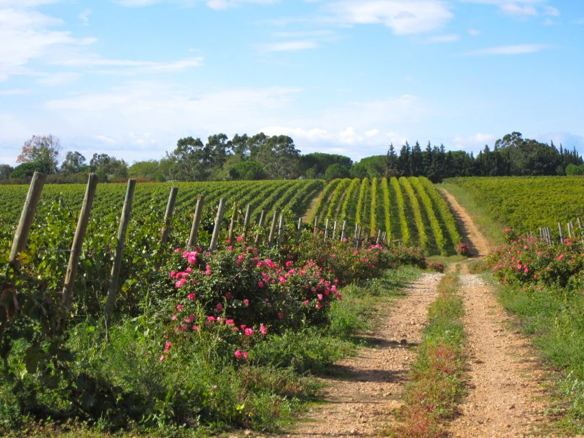 Sète: Private Half-Day Wine Tour - Tour Itinerary