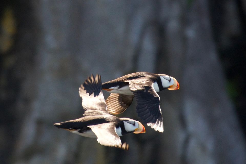 Seward: Kenai Fjords National Park Extended Cruise - Small-Vessel Adventure Experience