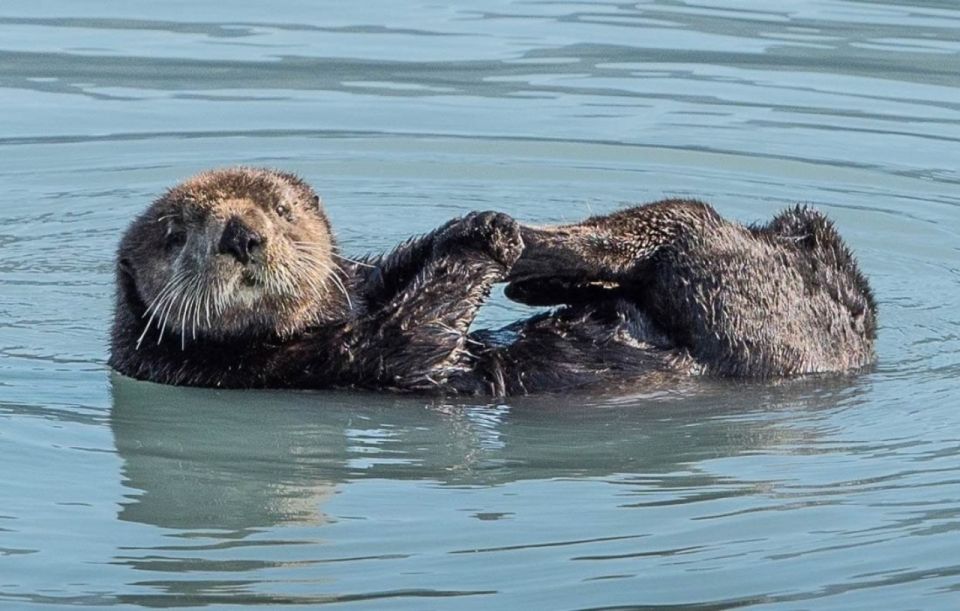 Seward: Spring Wildlife Guided Cruise With Coffee and Tea - Meeting Point and Parking