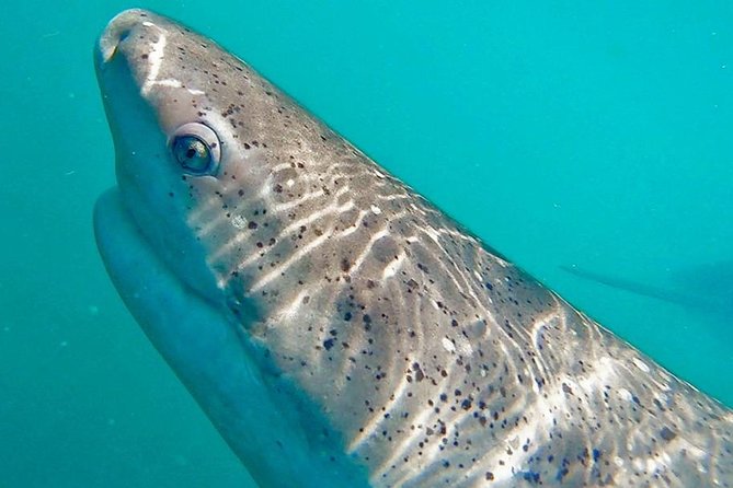 Shark Cage Diving - Adventure Meets Conservation! - Tour Group Size and Accessibility