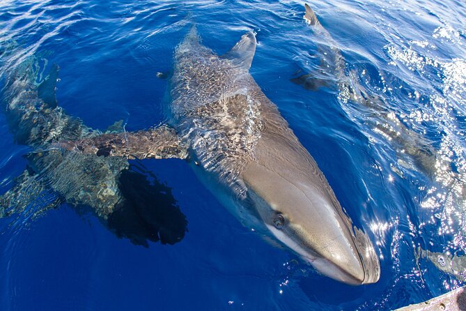 Shark Cage Diving In Oahu - Crew Guidance and Safety