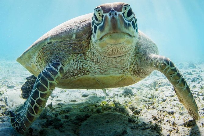 Snorkeling at Mnemba Atoll - Professional Tour Guide