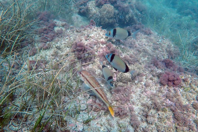 Snorkeling Excursion in Tabarca Island - Exploring Tabarca Island