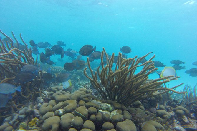 Snorkeling Tour (with Light Refreshments) - Accessibility and Restrictions