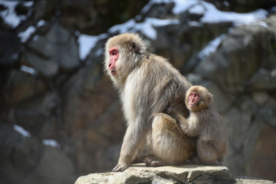 Snow Monkey, Zenko Ji Temple, Sake in Nagano Tour - Meeting Point