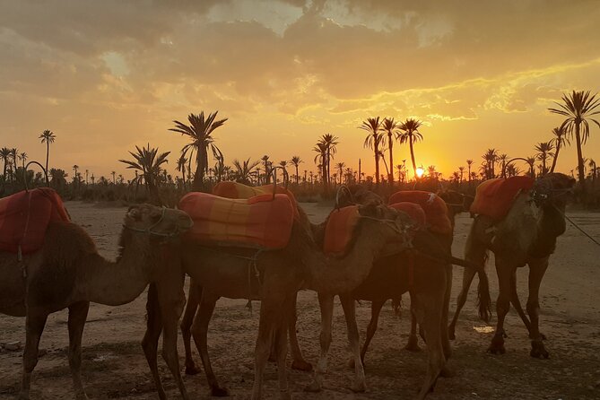 Sunset Camel Ride in the Palmeraie With Transfers - Hotel Pickup and Drop-off