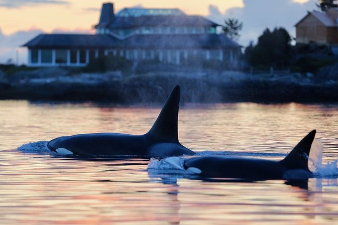 Sunset Whale Watching Adventure From Victoria - Minimum Travelers Required