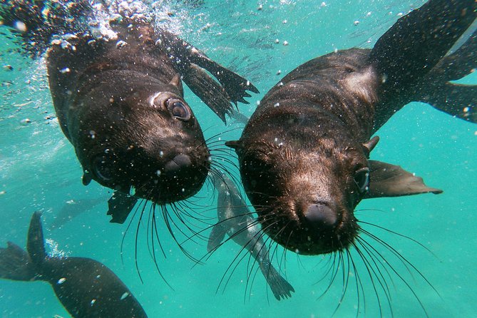 Swim With Seals - Additional Information