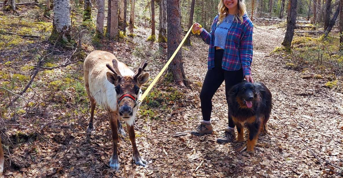 Talkeetna: A Walk in the Woods...with Reindeer! - Explore the Nature Trails