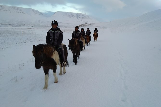 The Viking Horse Riding Experience in North Iceland - Pricing and Lowest Price Guarantee