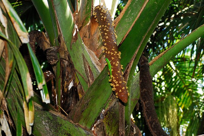 Vallee De Mai Tour (From Praslin) - Additional Information