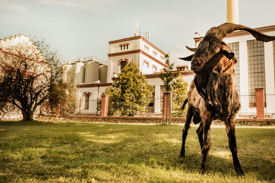 Velke Popovice: Kozel Brewery Tour With Beer Tasting - Beer Tasting Experience