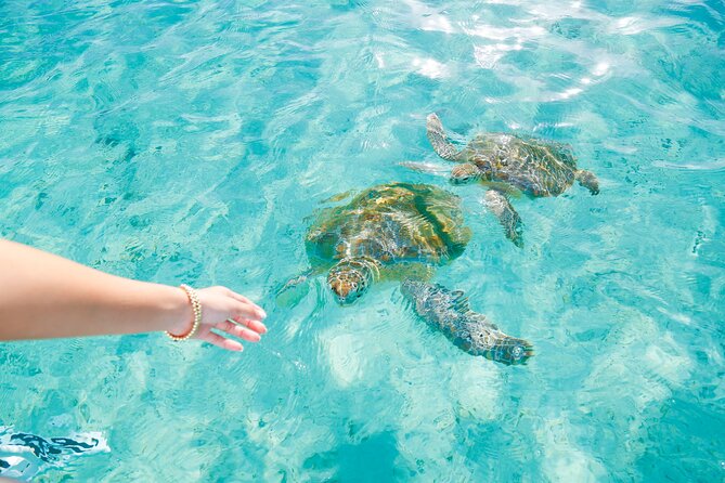 Visit the Ocean Swings! Full Day Harbour Island Private Boat Tour - Accessibility and Participation