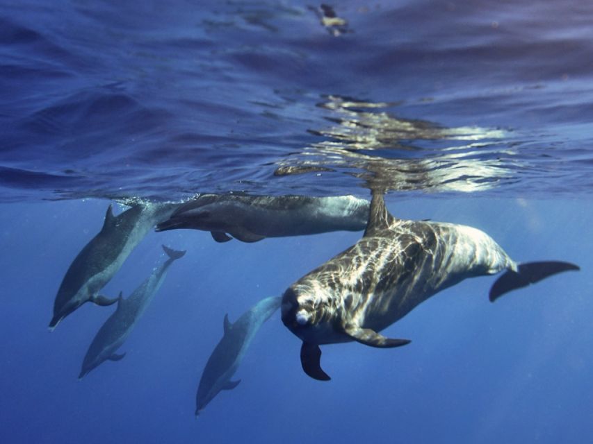 Waikiki: Monk Seal Bay Dolphin and Turtle Jet Snorkel Tour - Inclusions and Exclusions