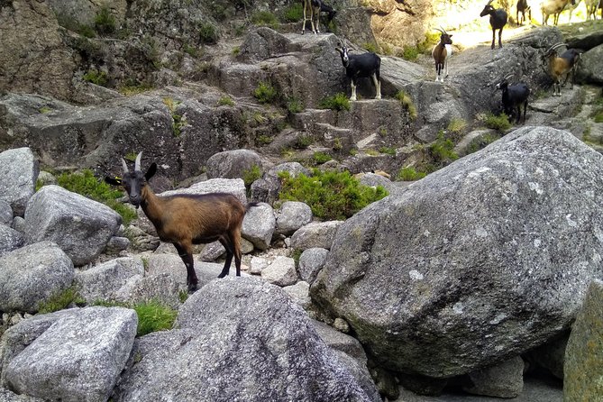 Waterfalls, Heritage and Nature in Gerês Park - From Porto - Waterfall and Lagoon Swimming