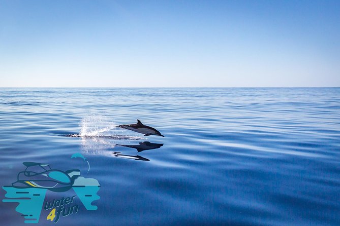 Whale and Dolphin Watching on Tercera Island - Confirmation and Accessibility