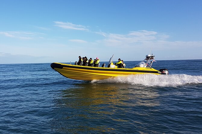 Whale Watching by RIB Speedboat From Downtown Reykjavik - Pricing and Availability