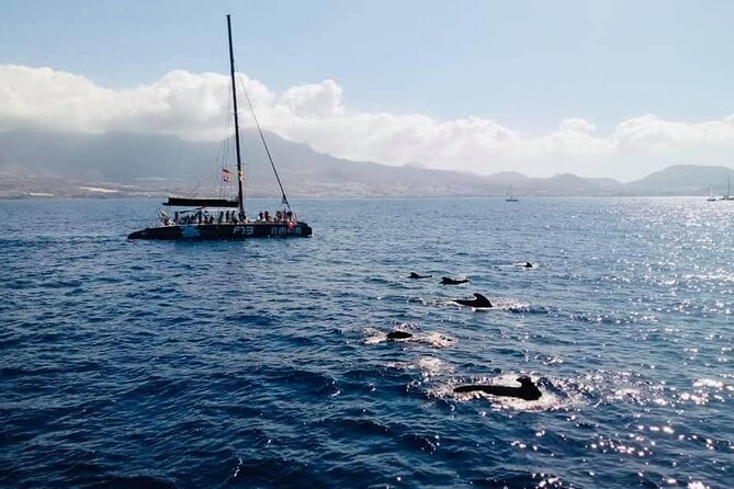 Whale Watching Catamaran to Los Gigantes & Masca (Including Drinks & Warm Lunch) - Departure and Return