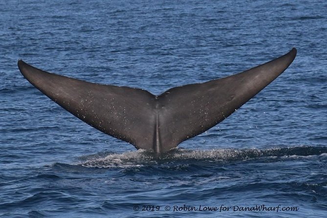 Whale Watching Excursion in Dana Point - Notable Customer Experiences