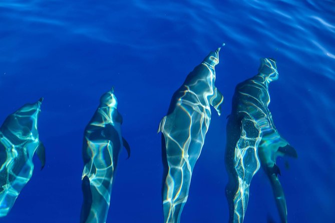 Wild Dolphin Watching and Snorkel Safari off West Coast of Oahu - Customer Reviews and Experiences