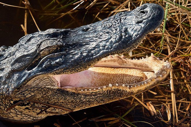 1-Hour Air Boat Ride and Nature Walk With Naturalist in Everglades National Park - Customer Experiences