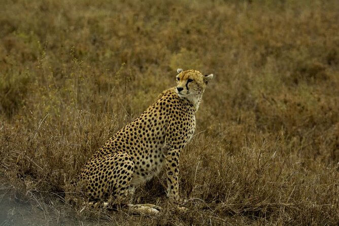 2 Days Group Joining Camping Safari Tarangire Park and Ngorongoro Crater - Safety and Accessibility