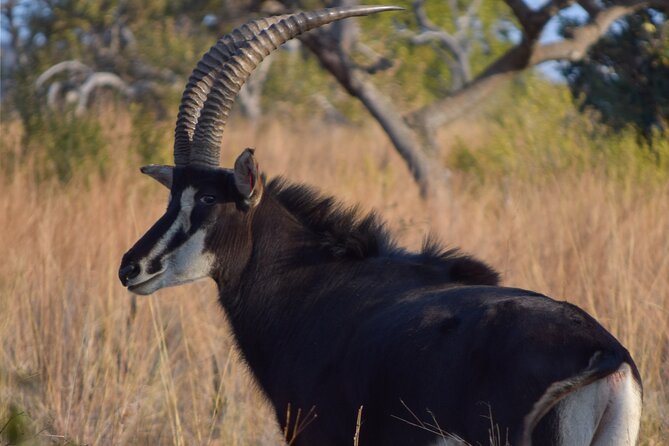 2-Hour Horseback Safari in Hartbeespoort - Traveler Reviews