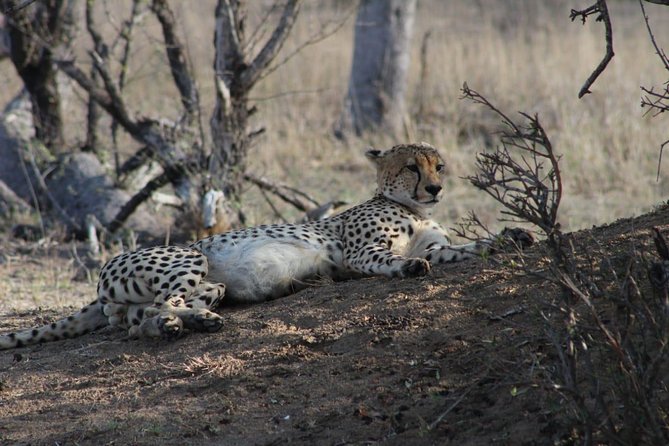 3 Day Greater Kruger National Park Adventure Safari - Safari Experiences