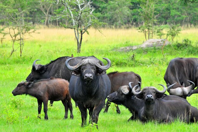 3 Day Private Safari to Murchison Falls National Park With Big Five Experience - Ziwa Rhino Sanctuary