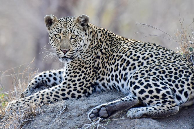 3-Day Tour of Kruger National Park From Skukuza Airport - Meal Pricing