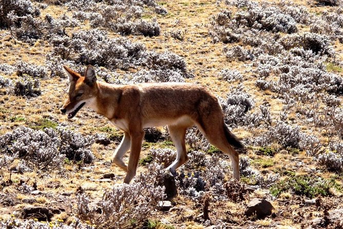 3 Days Bale Mountains Trekking - Booking and Confirmation