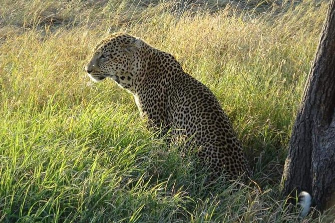 3 Days Serengeti & Ngorongoro Tour - Transportation Arrangements