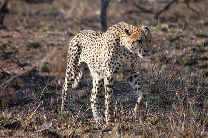 4 Day Kruger National Park Tour - Blyde River Canyon