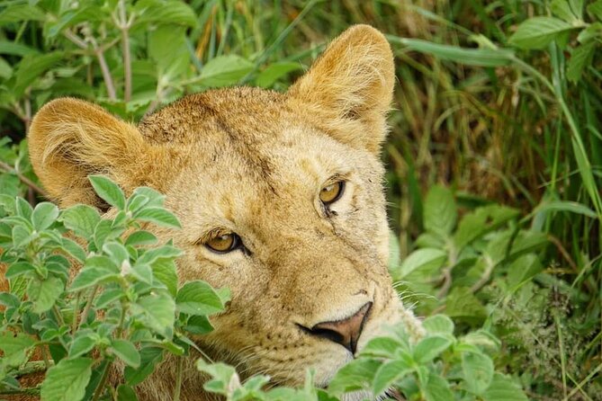 4-Day Safari to Tarangire, Serengeti and Ngorongoro From Arusha - Join a Group - Accessibility and Transportation