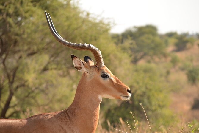 4 Days Tanzania Lodge Safari With Two Nights at Serengeti - Serengeti National Park