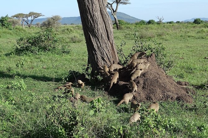 5-Day Ngorongoro Crater and Lake Manyara Safari From Arusha - Traveler Requirements