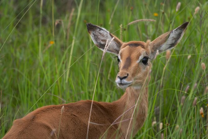 5HRS Nairobi National Park Early Morning Private Tour 4x4 Vehicle - Pricing and Reviews