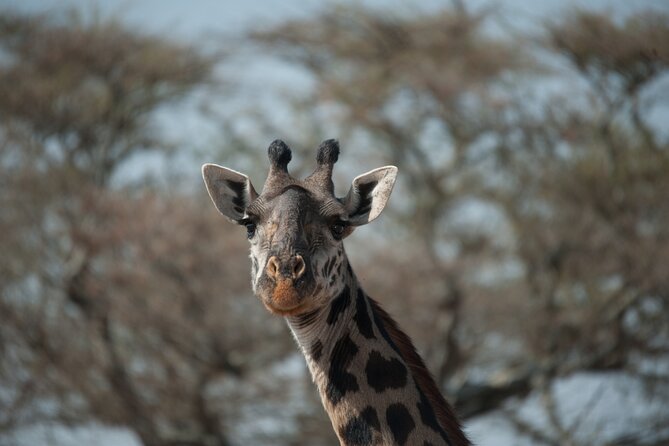 6-Day Private Camping Safari Tour From Kilimanjaro Airport - Cultural Experiences