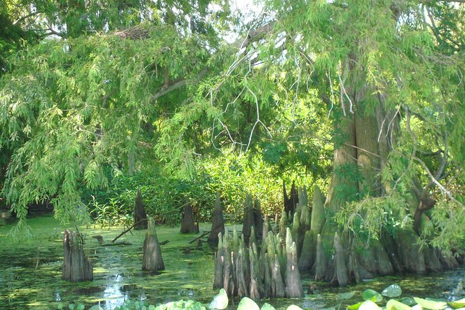 90 Minute Everglades Airboat Tour Near Orlando Florida - Customer Reviews and Feedback