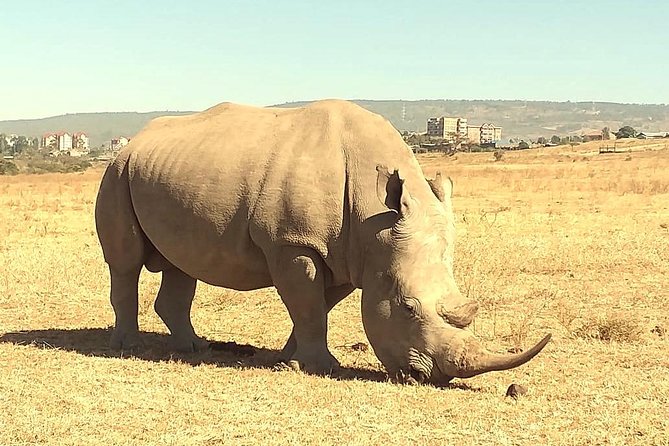 Afternoon Half Day Mini Safari to Nairobi National Park - Activity Confirmation