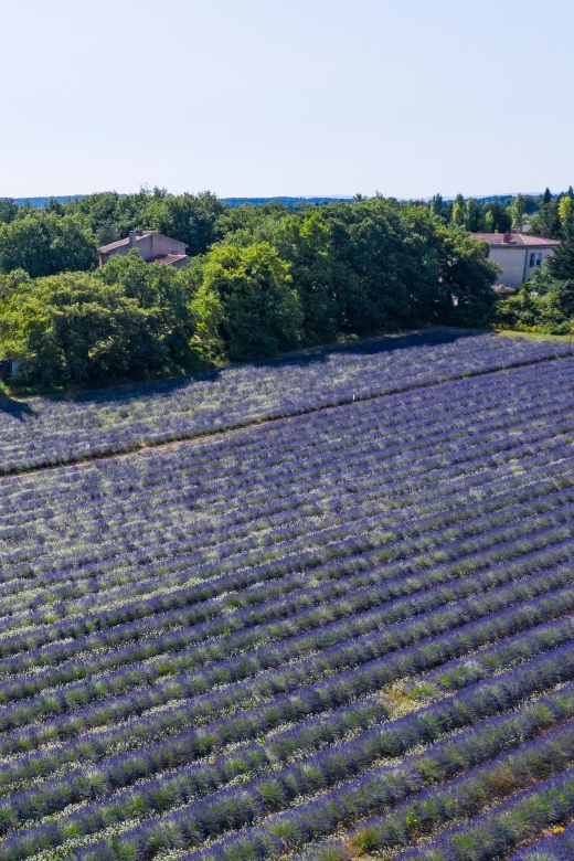 Aix-en-Provence: Visit to the Lavender Fields - Facilities and Amenities