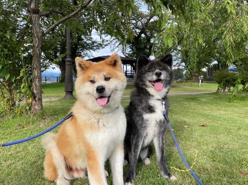 Akita Dog Day Review: A Must-Attend Event - Important Considerations