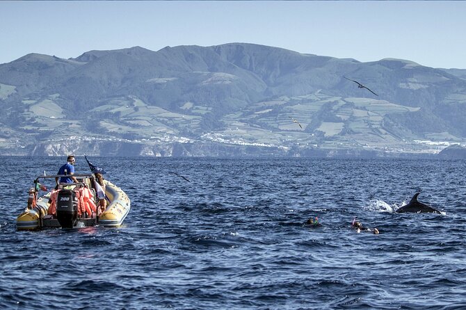 Azores Swim With Dolphins Atlantic Experience - Coastal Snorkeling Experience